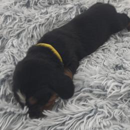 Yellow Collar - Black brown and white male Basset Hound puppy in Snow Camp, North Carolina from V's Southern Angels