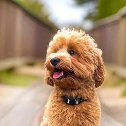 Annie - Goldendoodle