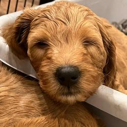 Goldendoodle Puppies from Sunnydoodle Utah