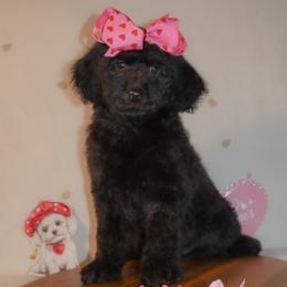 Dolce Gabbana - Black female Bernedoodle puppy in Ohio from Moore Doodles