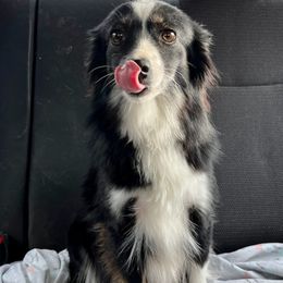Australian Shepherds, Papillons, and Poodles from Our Little Knoll