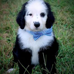 Sheepadoodle Puppies from Oak Valley Kennels