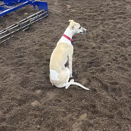 Whippet Puppies from Tigger’s Whippets
