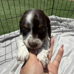 Dachshund Puppies from Pretty Dachshunds 661