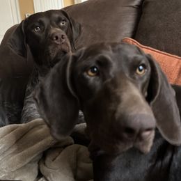 German Shorthaired Pointers from Rocking RMB