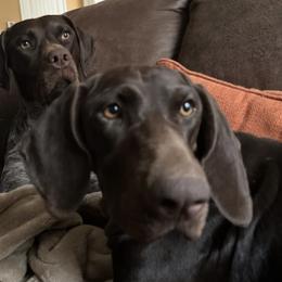 German Shorthaired Pointers from Rocking RMB