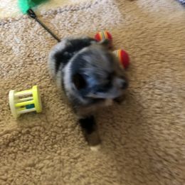 Pomeranian Puppies from Froggwoods Pomeranians