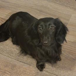 Jewel - Dachshund