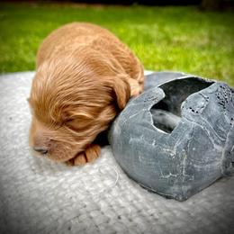 Surf - Apricot male Goldendoodle puppy in Sugar City, Idaho from Idaho Sugar Doodle Pups