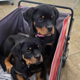 Girl 1 (Pink) - Black and tan female Rottweiler puppy in San Antonio, Texas from HAUS OF RZA
