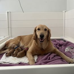 Golden Retriever puppies from New Beginnings Acres