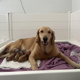 Golden Retriever puppies from New Beginnings Acres