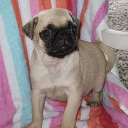 Pugs from Vicki's Pugs