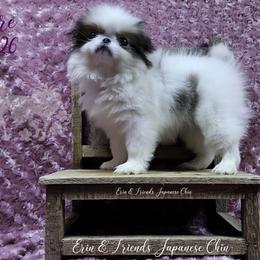 Lenore - Sable and white female Japanese Chin puppy in Johnson City, Tennessee from Erin & Friends Japanese Chin
