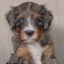 Bramley- Blue Collar Male - Blue merle male Bernedoodle puppy in Katy, Texas from Bluebonnet Bernedoodles of Southeast Texas