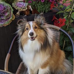 Shetland Sheepdog All Grown Up from Fox Point Farm Toy Shelties