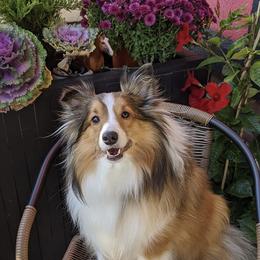 Shetland Sheepdog All Grown Up from Fox Point Farm Toy Shelties
