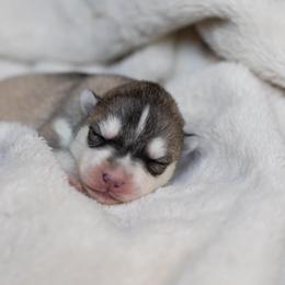 Siberian Husky Puppies from North River Siberians