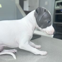 Italian Greyhound Puppies from Julia's Italian Greyhounds