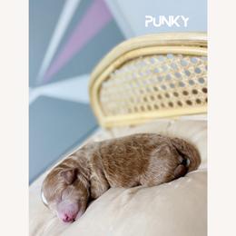 Punky - Red  female Poodle puppy in Dallas, Texas from Cityscape Moyen Poodles