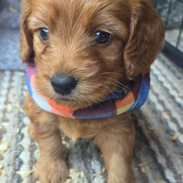 Bubba - Apricot male Goldendoodle puppy in Little Rock, Arkansas from Adorable Mini Doodles LLC