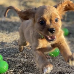 Cavalier King Charles Spaniel Puppies from Colorful Cavaliers