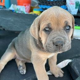Cane Corso Puppies from Willow’s Meadow