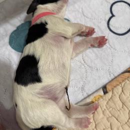 Meme - Black white and tan female English Springer Spaniel puppy in Borrego Springs, California from Desert Willow Kennel