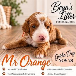 Mr Orange - Buff and white female Cockapoo puppy in Tampa, Florida from Mary Puppins