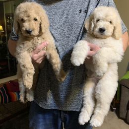 Goldendoodle Puppies from Rolling Acres Doodles and Poodles