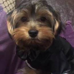 Poodles and Yorkshire Terriers from Happytales