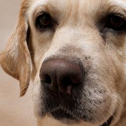 Snow - Labrador Retriever