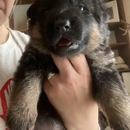 German Shepherd Puppies from Vom Hillhaus