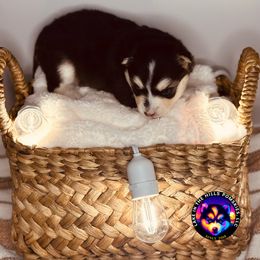 Rory - Black and white female Pomsky puppy in Schaumburg, Illinois from Lake in the hills Pomskies