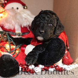 Jack Frost - Bernedoodle puppy from B&K Doodles, LLC