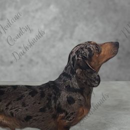 Odie - Dachshund