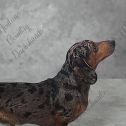 Odie - Dachshund