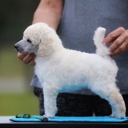 Chinese Crested and Poodle Puppies from Sommer Standards & Chinese Cresteds
