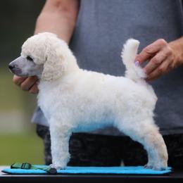 Chinese Crested and Poodle Puppies from Sommer Standards & Chinese Cresteds