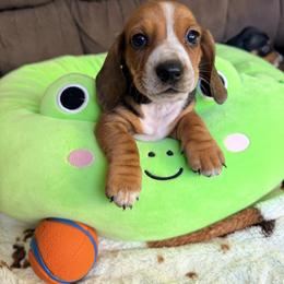Charlie - Piebald male Dachshund puppy in Cumberland, Wisconsin from Homestead Doxies & Shepherds LLC