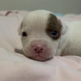 American Bulldog Puppies from DF's Unlimited Ruff