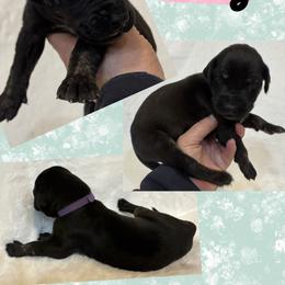Ruby - Black female Great Dane puppy in Wellsville, New York from Prophecy Danes
