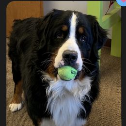 Bernese Mountain Dog Puppies from Lonesome Pine Farm