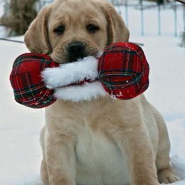 Labrador Retriever Puppies from Cedarmarsh Labradors
