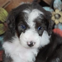 Yankee BMM most white - Blue merle male Aussiedoodle puppy in Lawton, Oklahoma from Lindsey’s Aussies