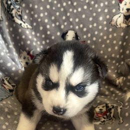 Boy - Black and white male Siberian Husky puppy in Benton, Tennessee from Heddens Husky Hideaway