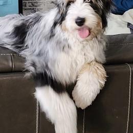 Maisy - Aussiedoodle