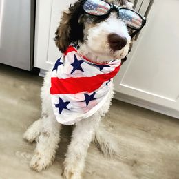 Aussiedoodle Puppies from Gore Doodle Ranch