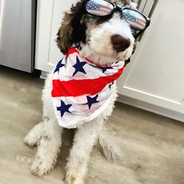 Aussiedoodle Puppies from Gore Doodle Ranch