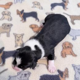 Cupid - Black tri-color male Australian Shepherd puppy in Harrah, Oklahoma from Kamm's Aussies